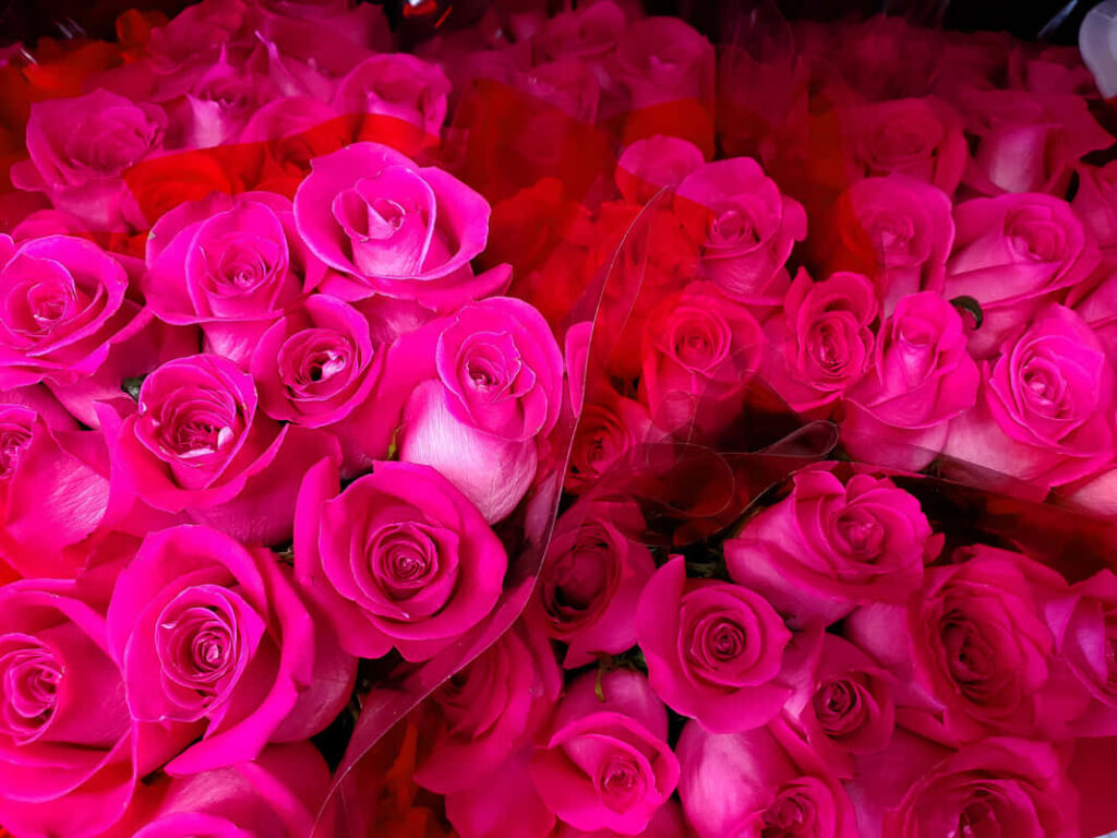 Vibrant Pink Rose Wallpaper: Captivating Floral Background Design