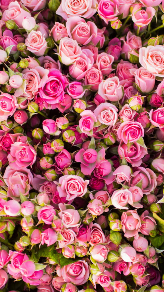 Vibrant Pink Roses Wallpaper: Romantic Floral Background Design