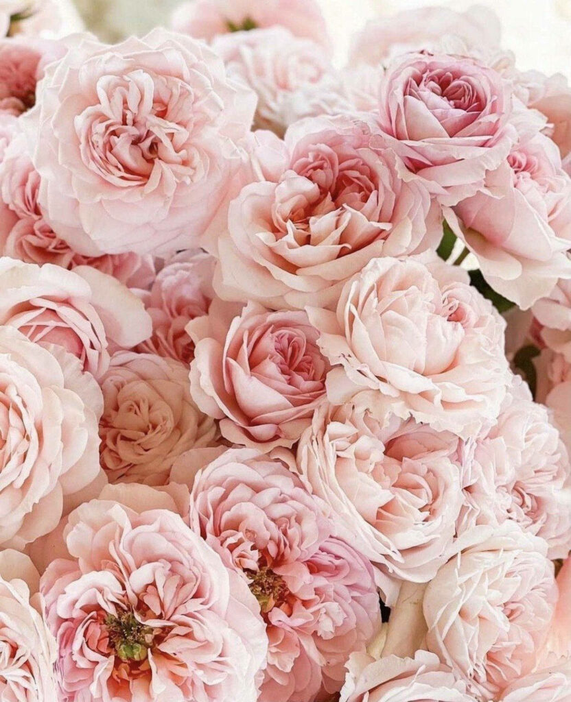 Romantic Pink Roses Wallpaper - Perfect Valentine's Day Background