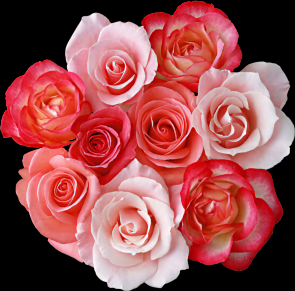 Stunning Pink Roses on Black Background - Elegant Floral Wallpaper