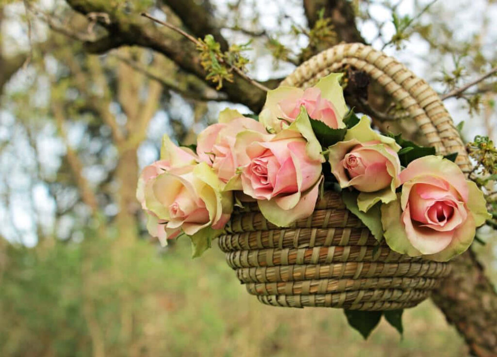 Charming Wicker Basket with Pink Roses Against Blurred Nature Wallpaper