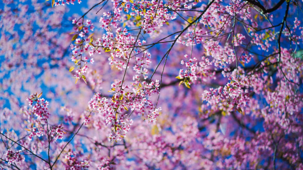 Enchanting Pink Tree Wallpaper - Spring Blooms Against Blue Sky
