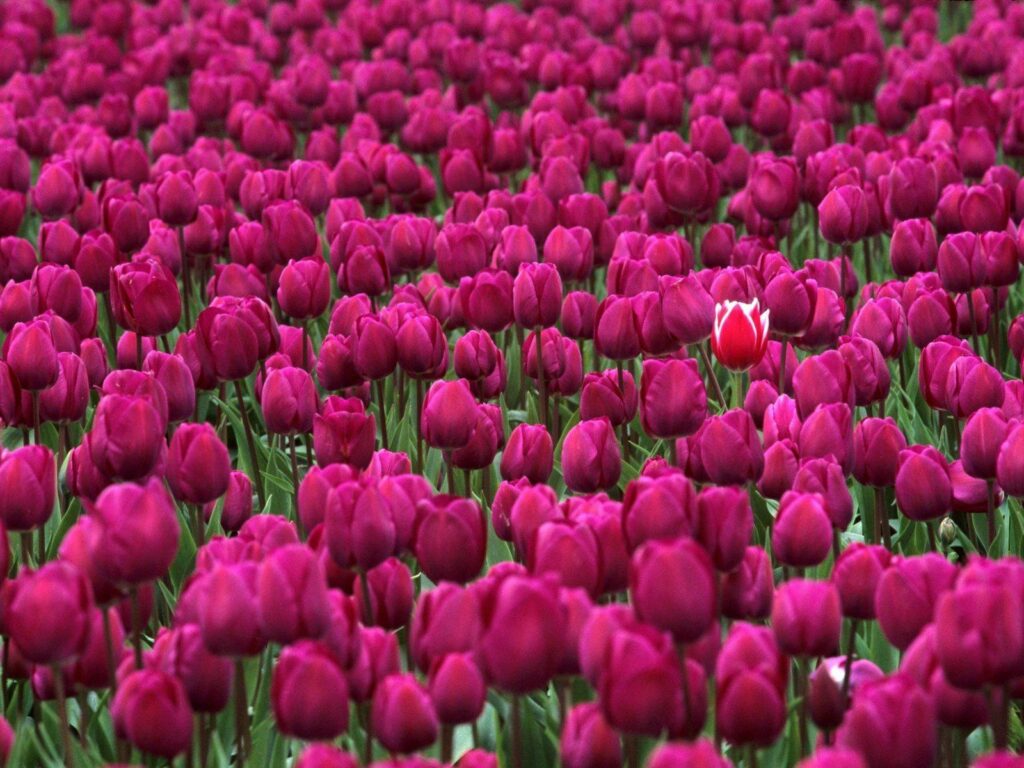 Vibrant Pink Tulip Field with Striking Red and White Centerpiece Wallpaper