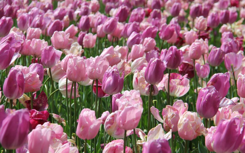 Beautiful Pink Tulip Field Wallpaper - Vibrant Floral Background
