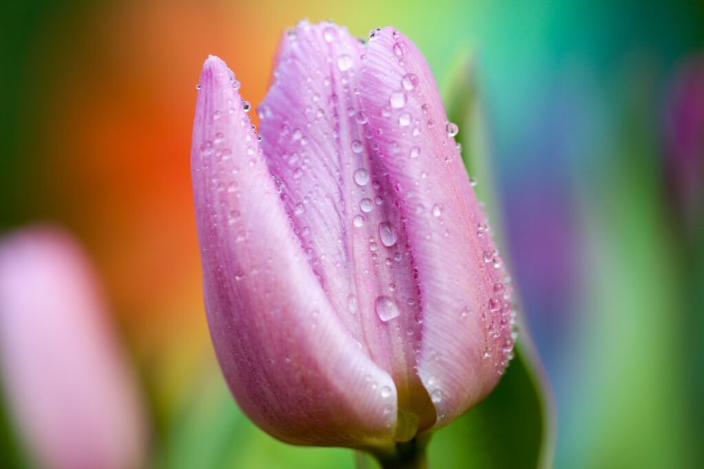 Close-Up Pink Tulip with Water Droplets: Vibrant Wallpaper Background
