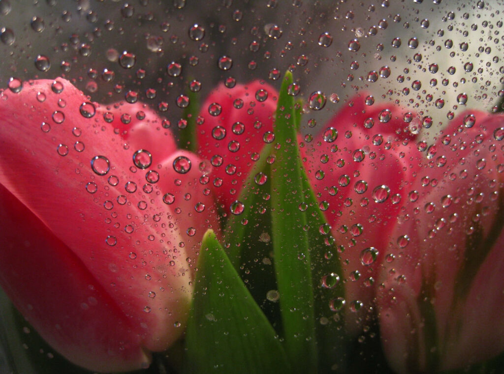Stunning Pink Tulips Behind Dewy Glass - Beautiful Floral Background Wallpaper