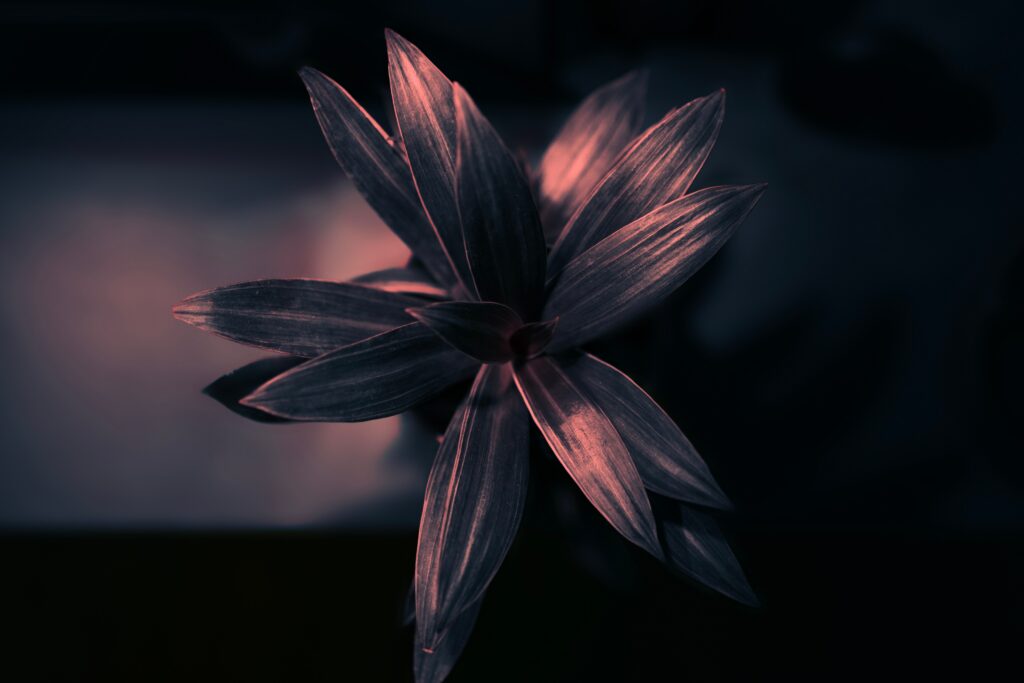 Pointed Leaf Plant Close-Up: Striking Dark Background Wallpaper