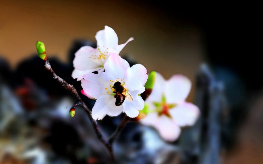 Bee Pollinating White Blossom - Nature's Beauty Wallpaper Background
