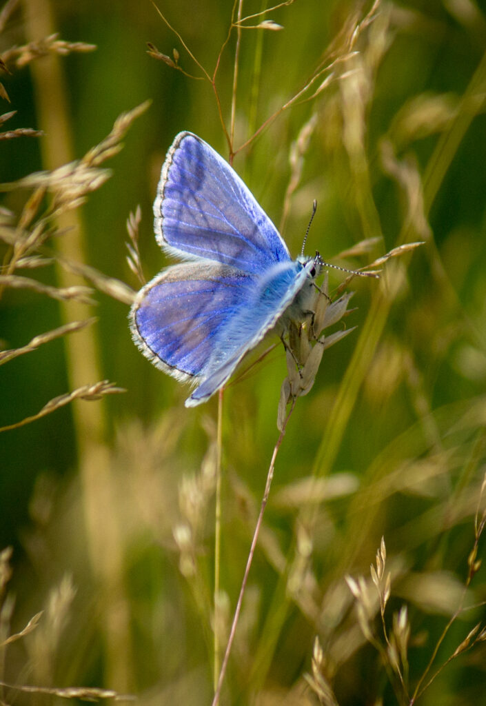 Polyommatus Butterfly Close-Up: Serene Nature Wallpaper Background