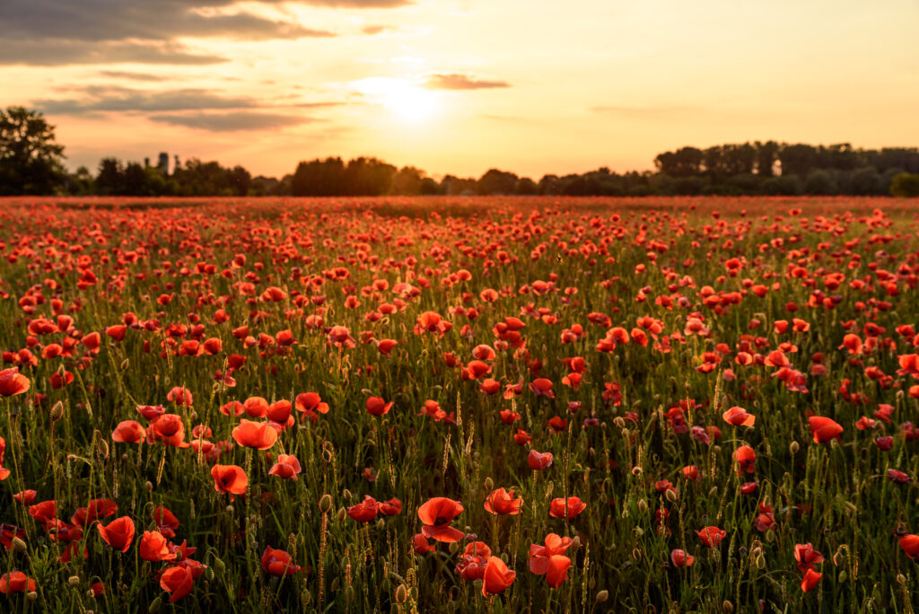 Breathtaking Poppy Field Wallpaper: Tranquil Sunset Background