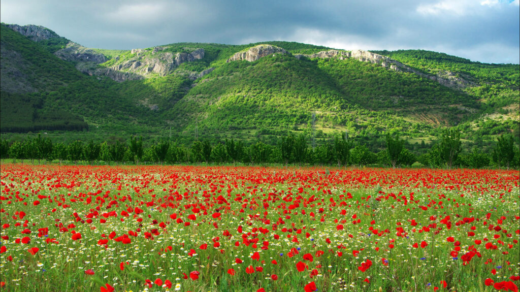 Vibrant Poppy Field Wallpaper: Kyustendil, Bulgaria Scenic Beauty