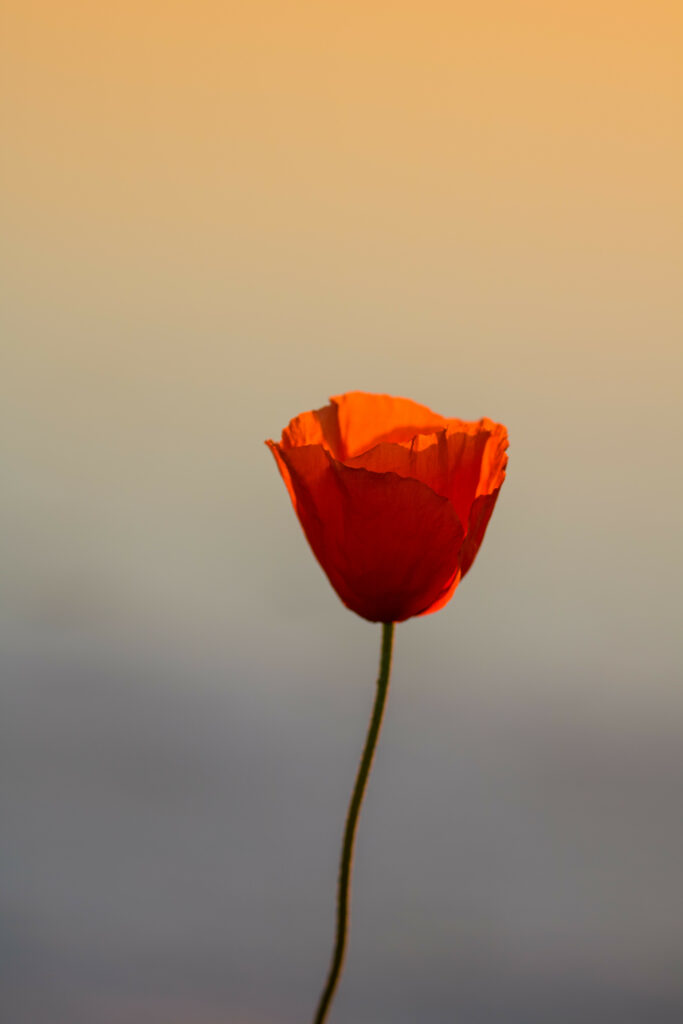Stunning Poppy Flower Close-Up Against Serene Sunset Background Wallpaper