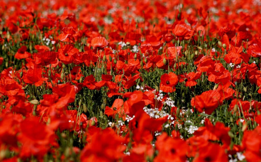 Vivid Poppy Field Wallpaper - Stunning 3000x1860 Nature Background