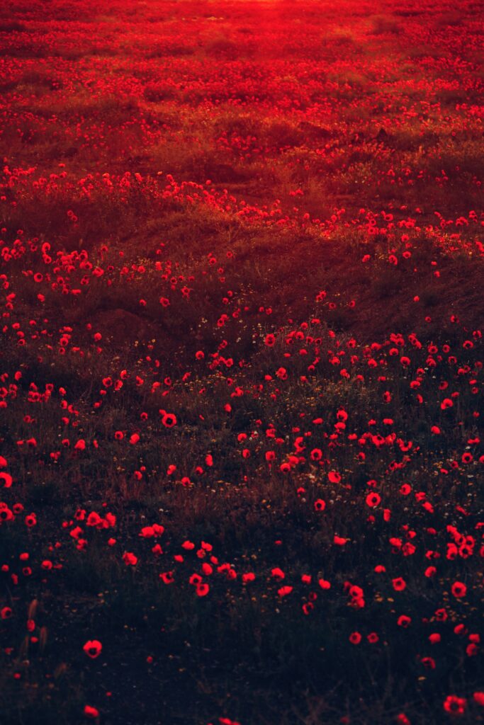Mesmerizing Red Poppy Field Wallpaper - Stunning Floral Background