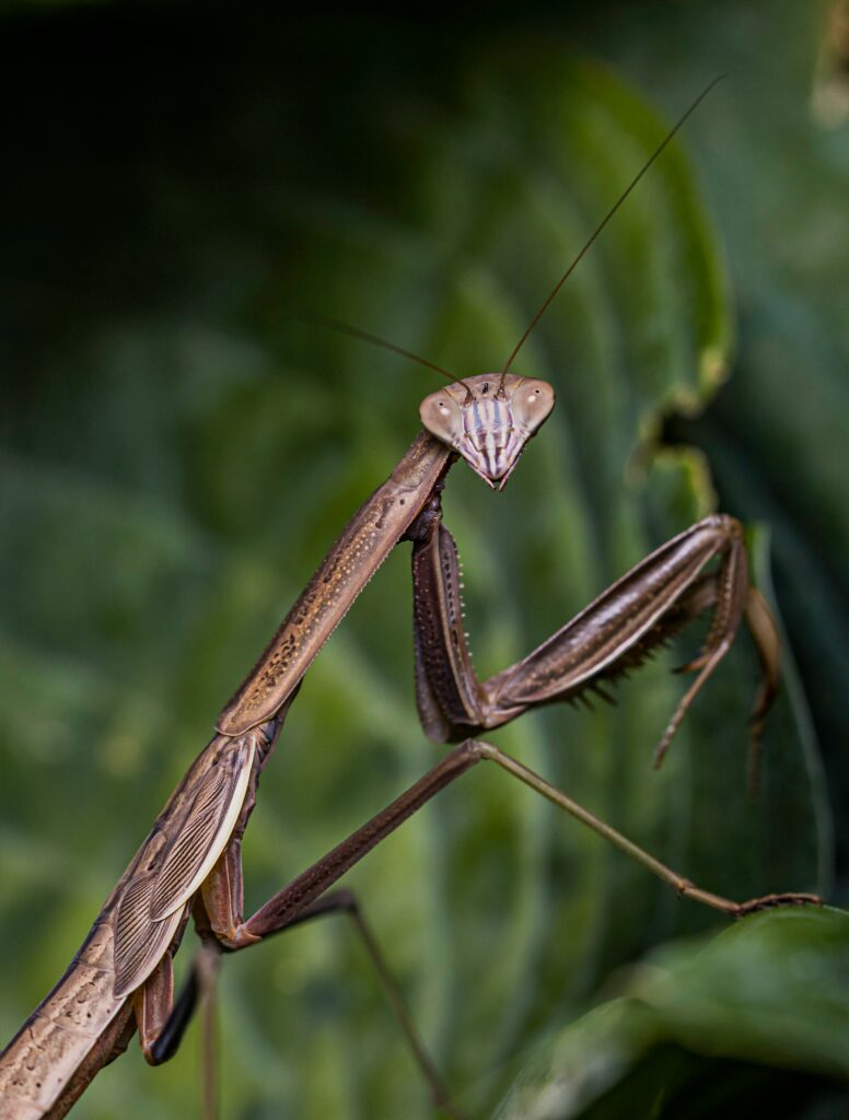 Stunning Macro Wallpaper: Praying Mantis on Blurred Green Background