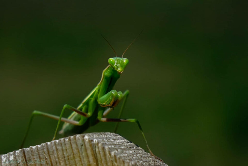 Close-Up Praying Mantis: Vivid Green Wallpaper for Serene Background