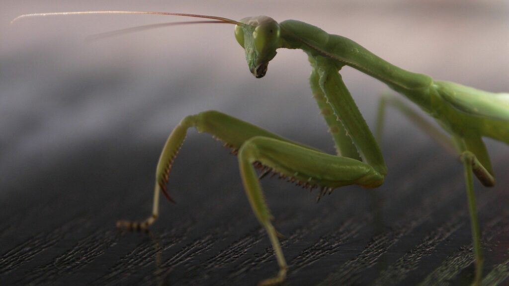 Close-Up Praying Mantis Wallpaper: Textured Background Beauty