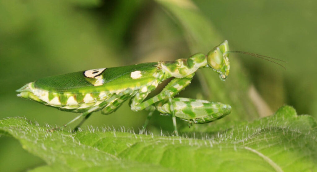 White and Green Praying Mantis on Lush Leaf – Nature's Vibrant Beauty Wallpaper