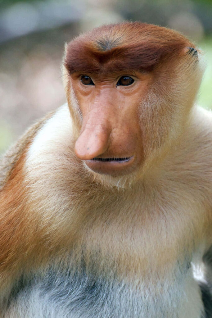 Close-Up Portrait of a Proboscis Monkey with Distinctive Nose Wallpaper