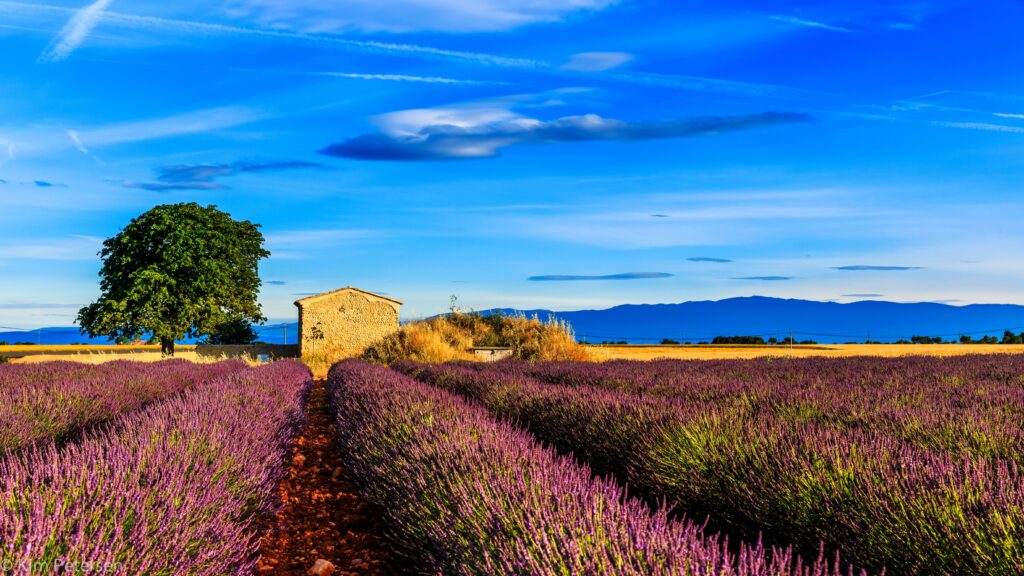 Vibrant Provence lavender field with rustic stone house and lone tree under clear blue sky wallpaper