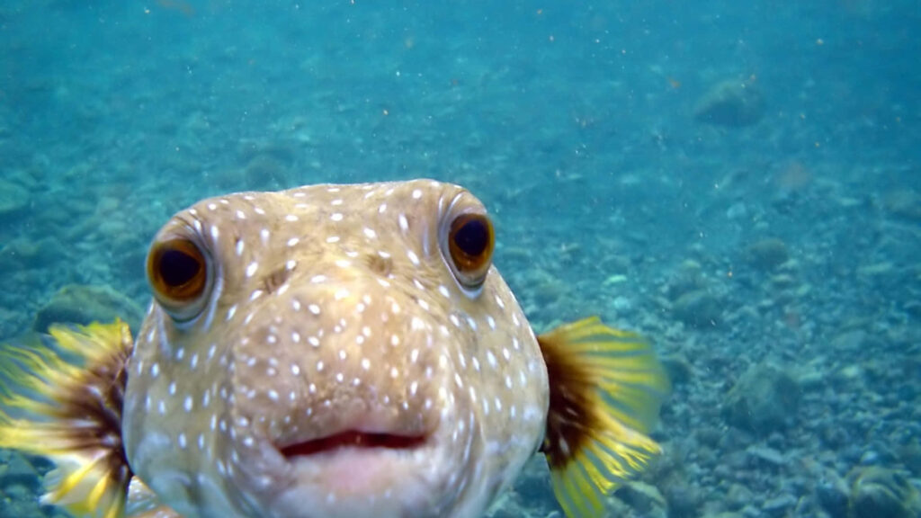 Captivating Puffer Fish Wallpaper: Spotted Skin & Serene Background