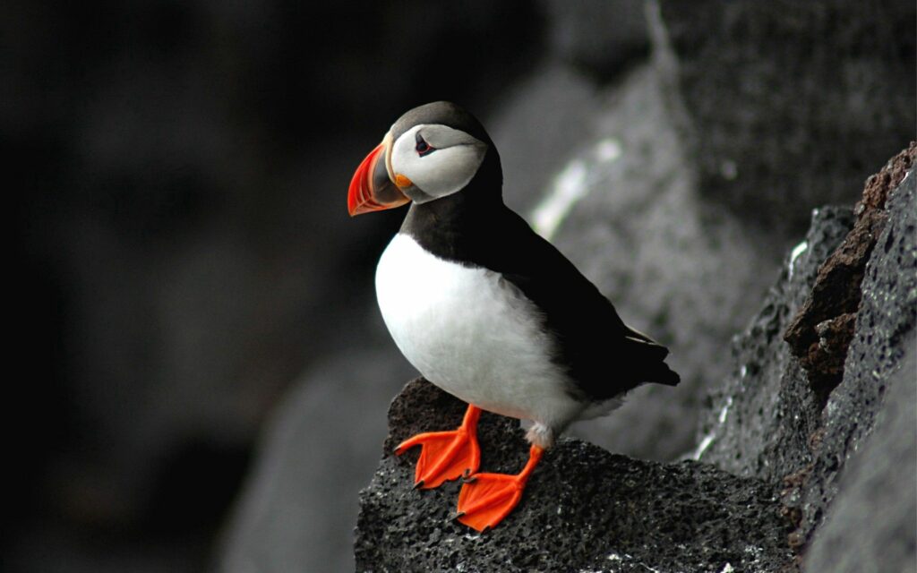 Vibrant Puffin Wallpaper: 1920x1200 Nature Scene with Rugged Rocks