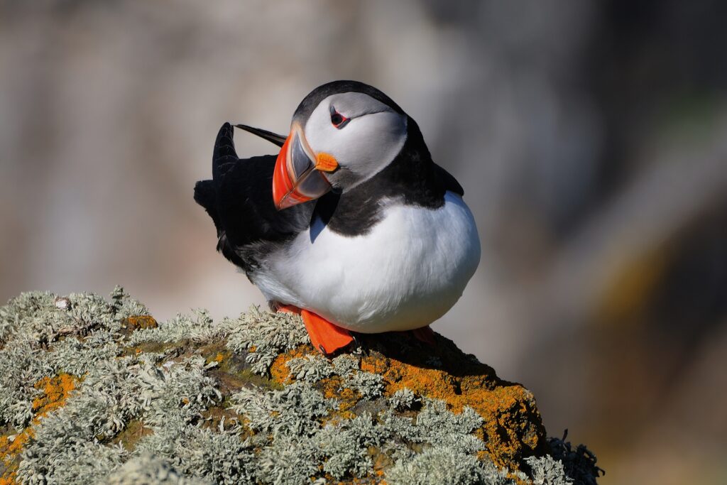 Puffin on Rocky Surface with Vivid Beak – Nature Wallpaper