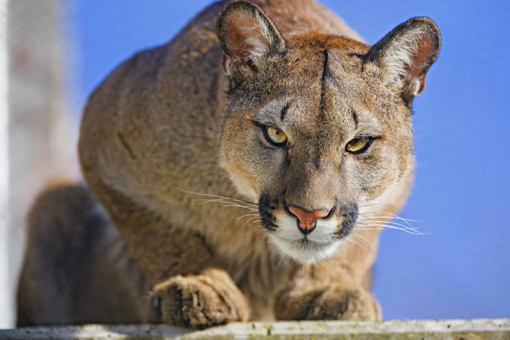 Stunning Puma Close-Up: Intense Gaze & Sleek Fur Wallpaper