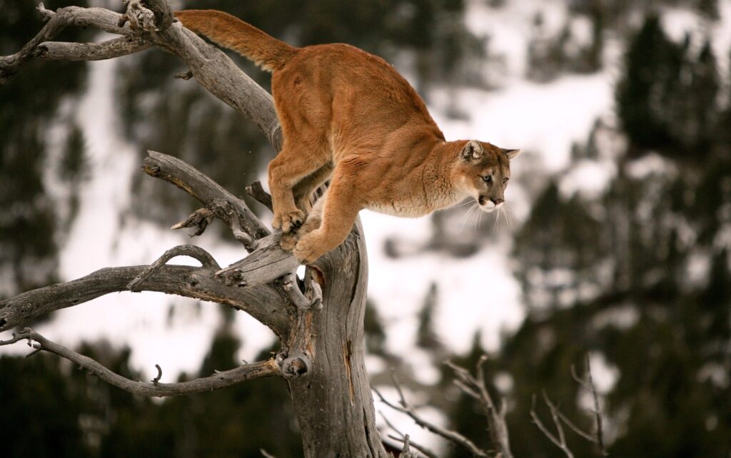 Majestic Puma on Tree Branches: Stunning 3000x1880 Wallpaper