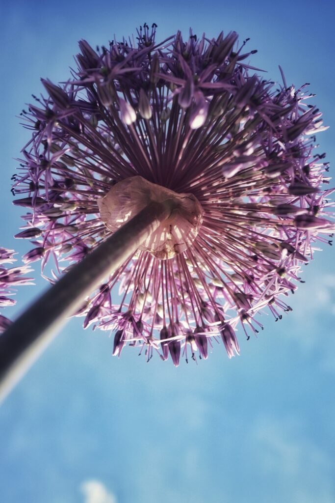 Stunning Purple Allium Flower Wallpaper - Blooming Against Summer Sky