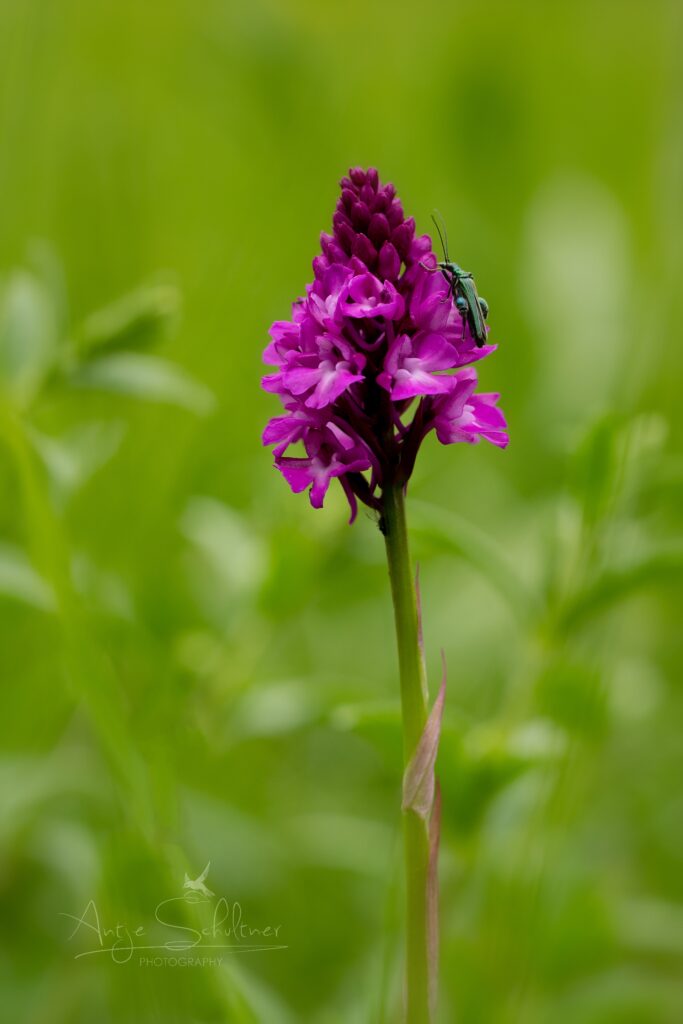 Vibrant Purple Anacamptis Flower Close-Up with Insect | Wallpaper