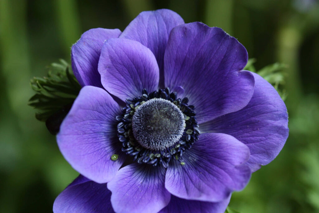 Vibrant Purple Anemone Flower Close-Up with Blurred Background Wallpaper