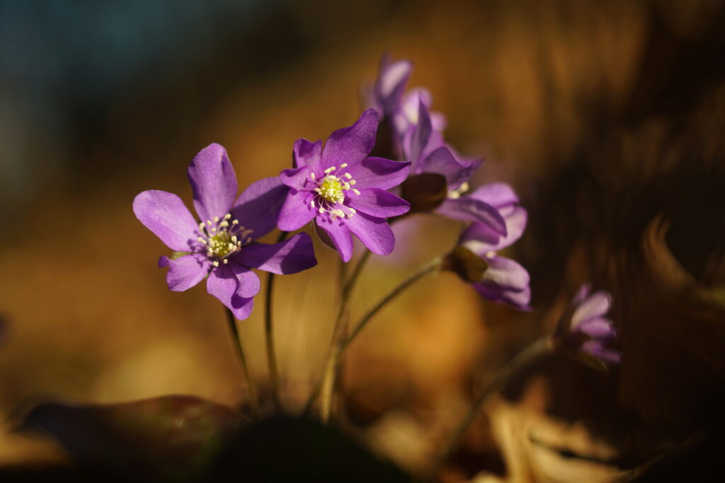 Elegant Purple Anemone Flowers Macro Wallpaper - Serene Floral Background
