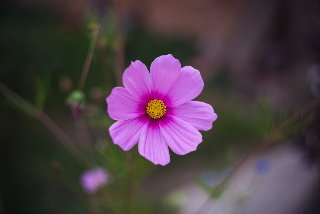 Macro Purple Cosmos Flower Wallpaper: Delicate Petals & Yellow Center