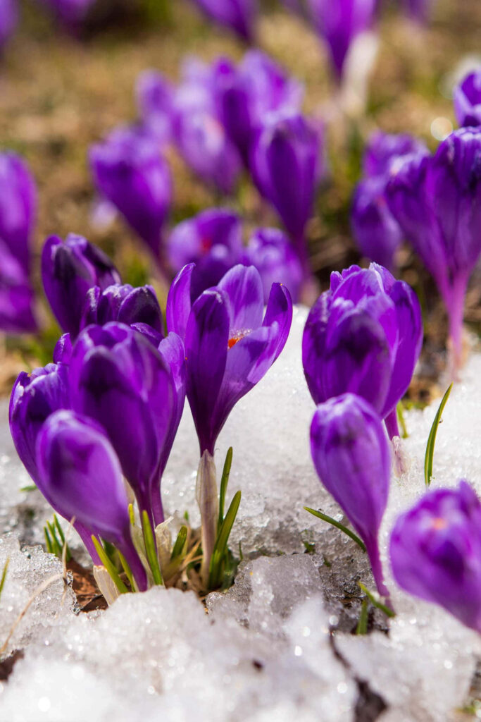 “Stunning Purple Crocus Flowers: Nature's Resilience in Spring Background” Wallpaper