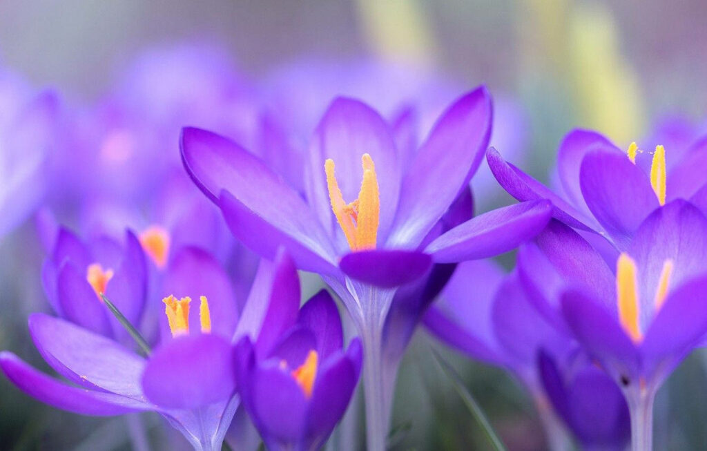 Vibrant Purple Crocus Flowers Close-Up Background - Serene Beauty Wallpaper