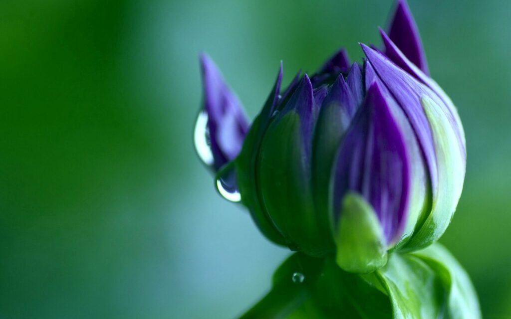 Stunning Purple Flower Bud Close-Up with Water Droplets Wallpaper