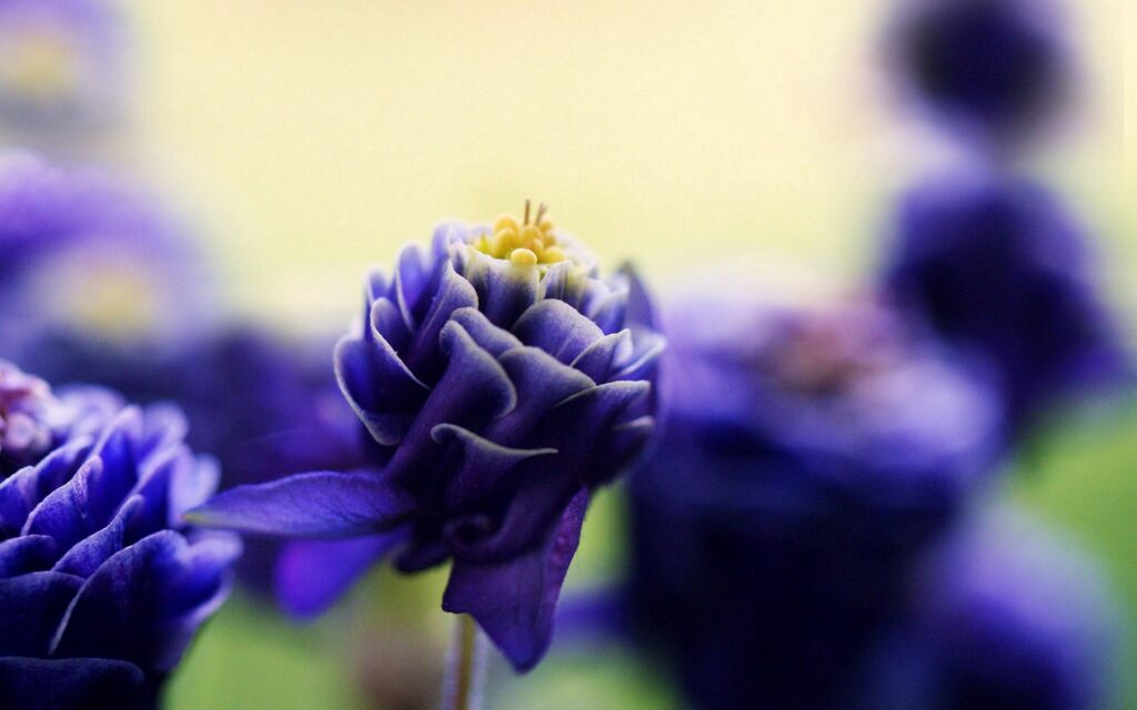 Stunning Purple Flower Close-Up | Intricate Petals Wallpaper Background