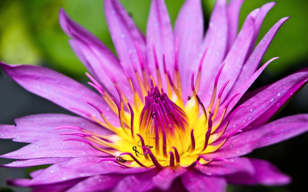 Stunning Purple Flower Close-Up with Water Droplets - Wallpaper Background