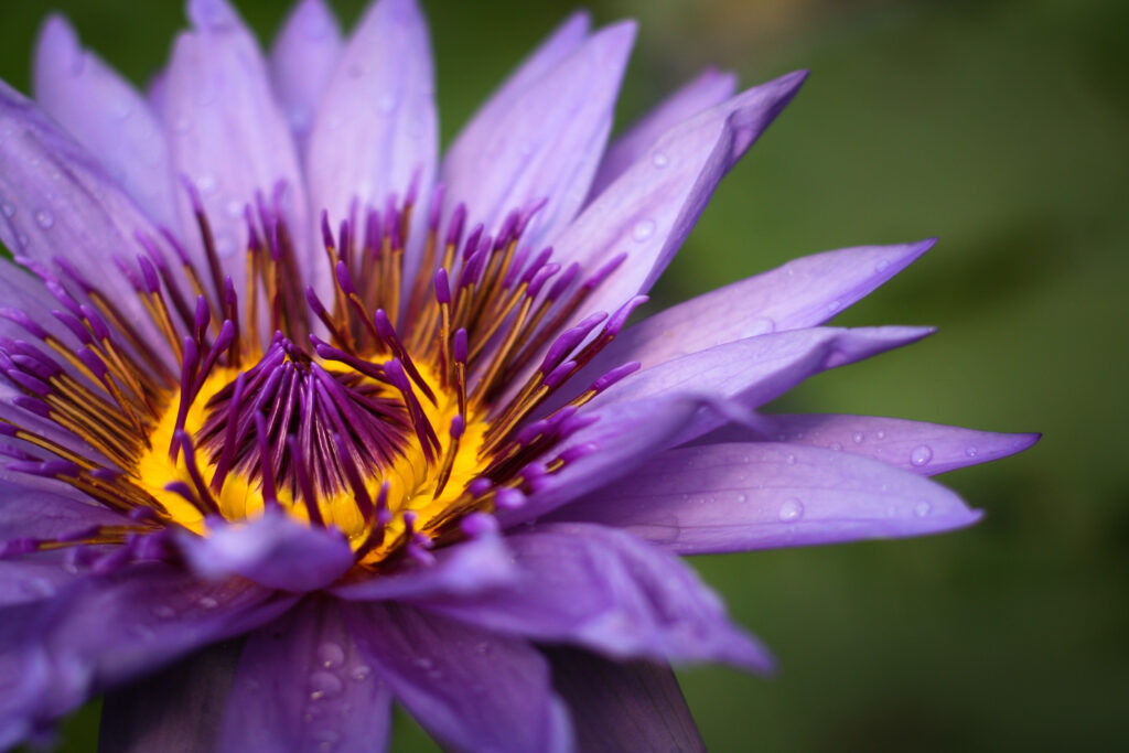 Stunning Macro Purple Flower Wallpaper with Water Droplets Background
