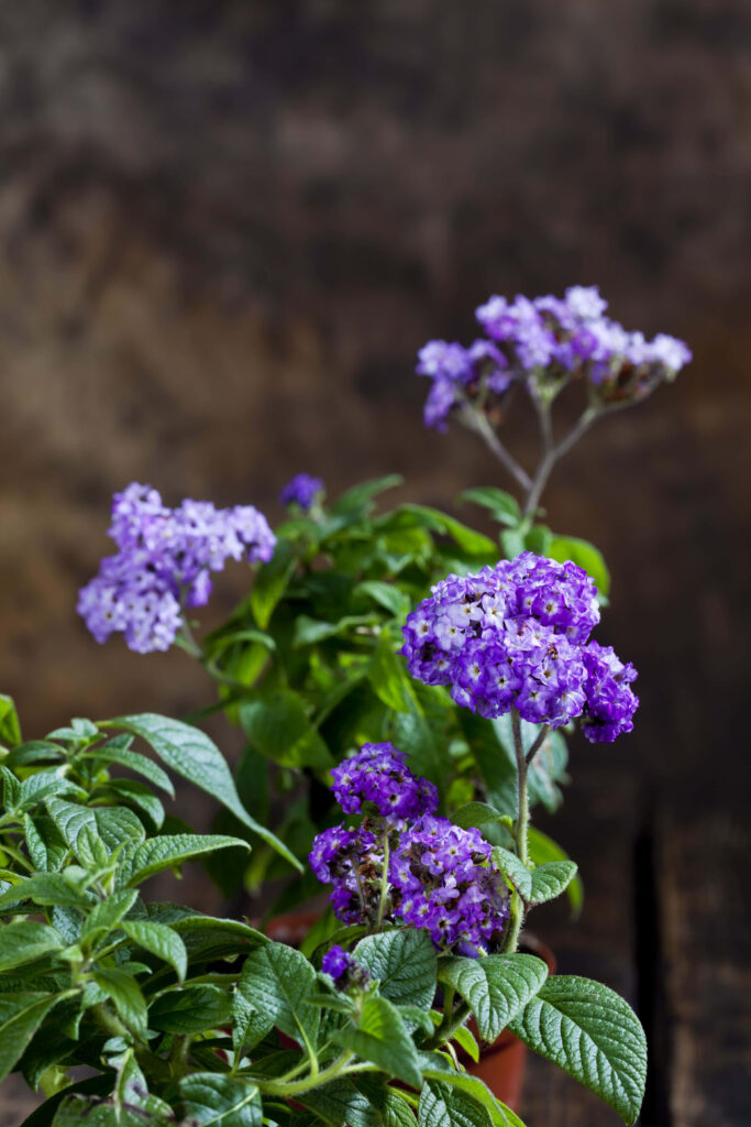 Vibrant Purple Flower Against Lush Green Foliage Background Wallpaper