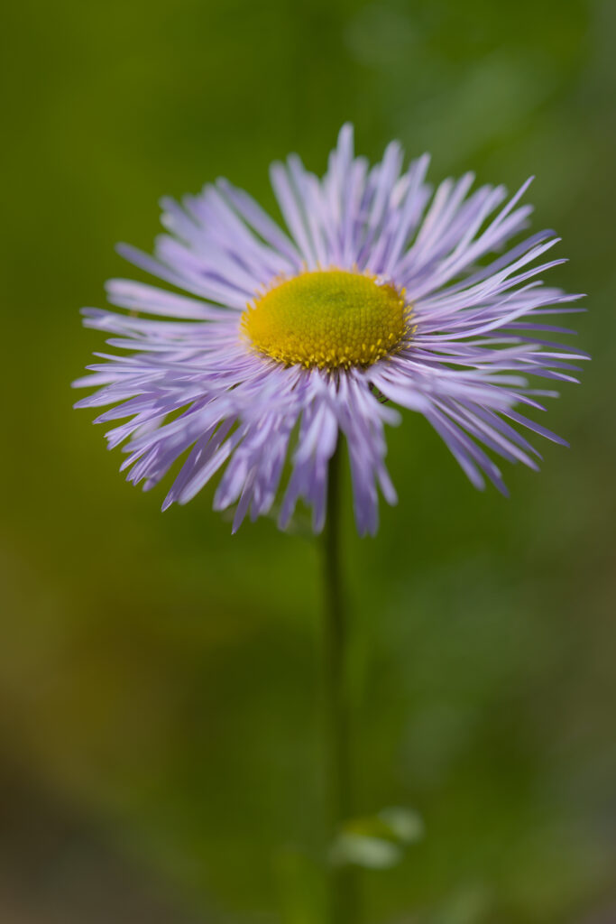 Delicate Purple Flower Wallpaper: Serene Green Background Art