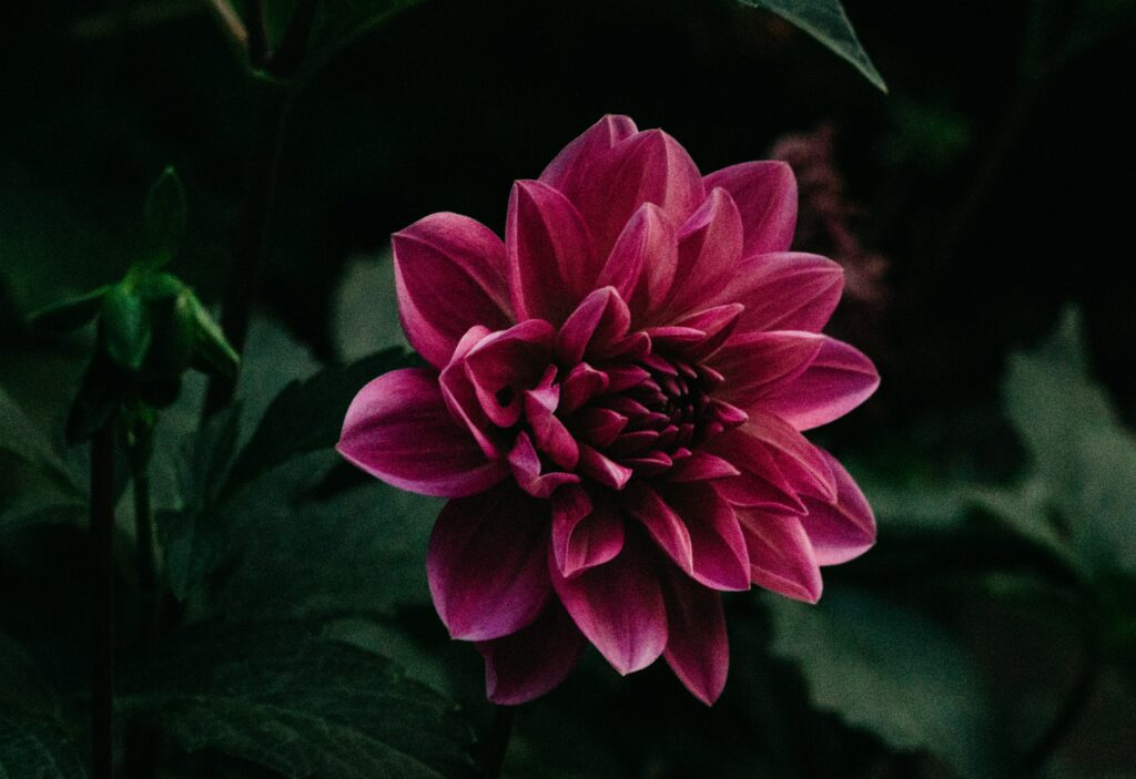 Vibrant Purple Flower Close-Up: Intricate Petals & Dark Background Wallpaper