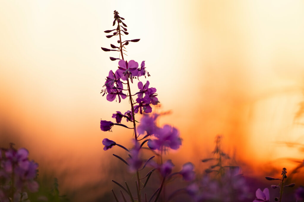 Close-Up of Delicate Purple Flowers Amidst a Blurred Sunset Background Wallpaper
