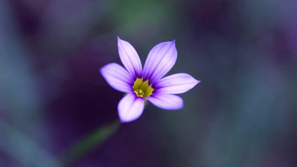 Close-Up of Purple Striped Flower with Yellow Center Wallpaper
