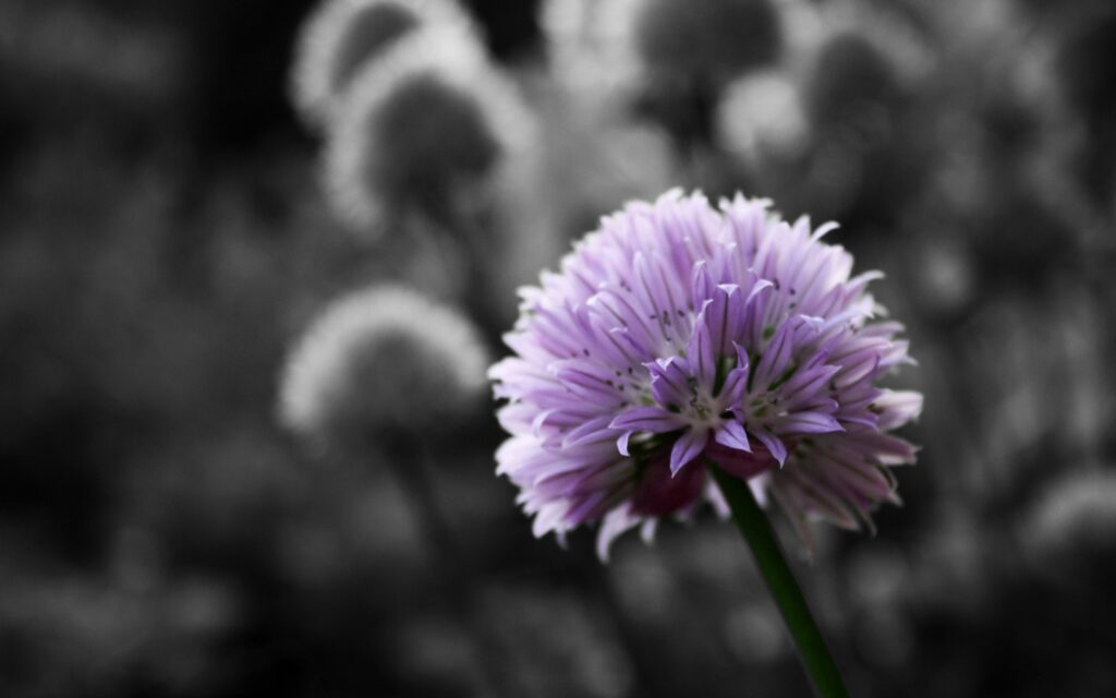 Vibrant Purple Flower Wallpaper: Close-Up Beauty in Greenery