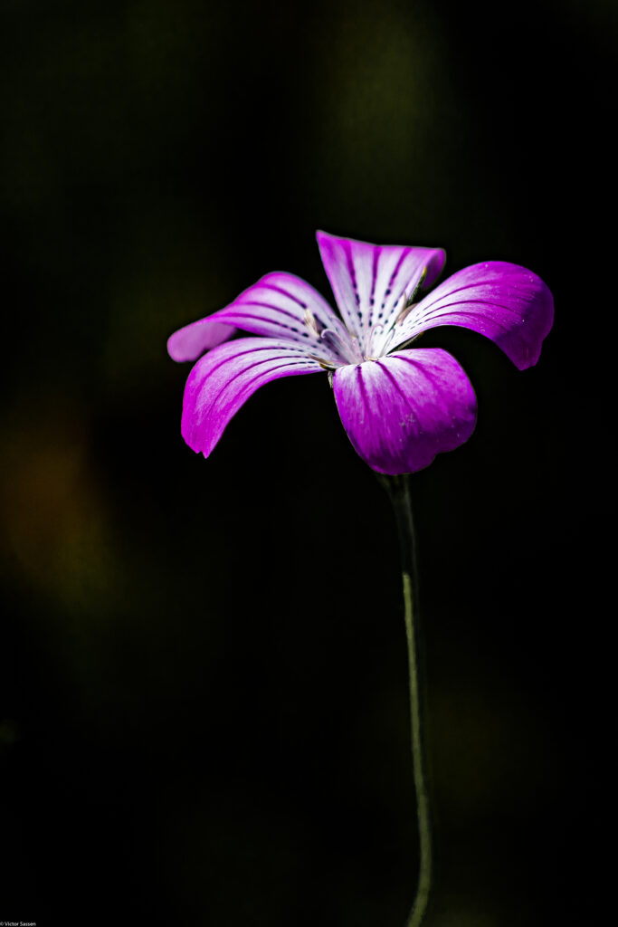 Vibrant Purple Flower Wallpaper on Deep Black Background