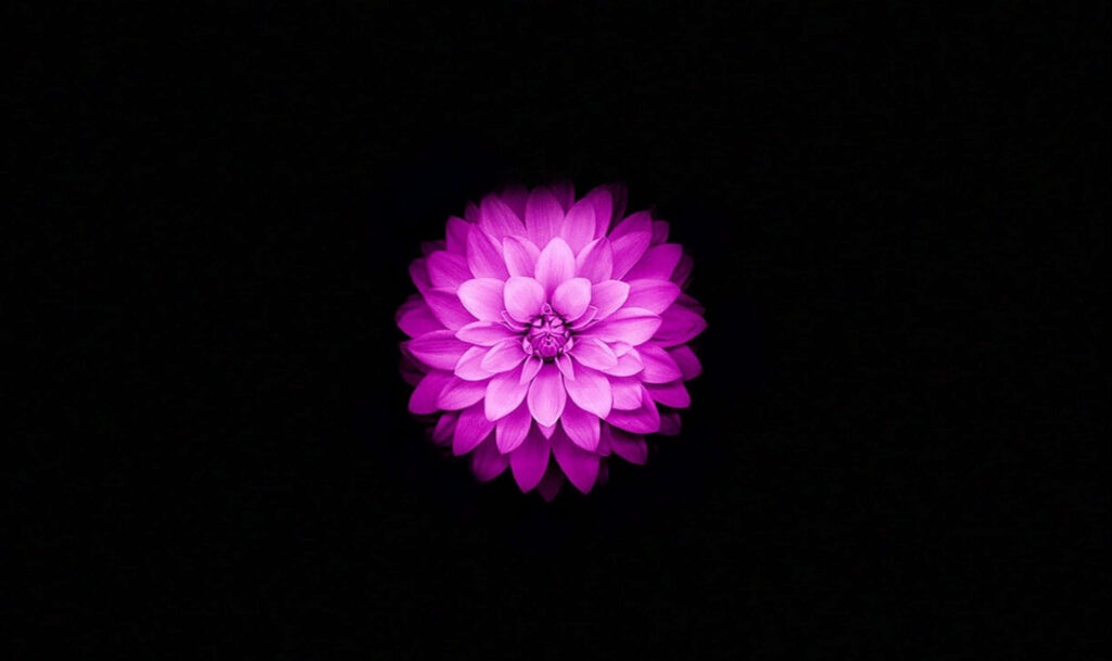 Striking Purple Flower Wallpaper: Vibrant Contrast on Black Background