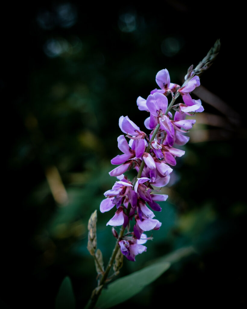 Stunning Close-Up of Purple Indigofera Flowers with Blurred Background Wallpaper
