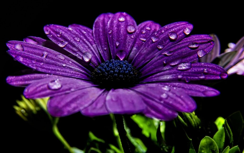 Close-Up of Purple Flower with Dewdrops on Dark Background Wallpaper